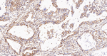PDHB Antibody in Immunohistochemistry (Paraffin) (IHC (P))