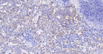 PDHB Recombinant Rabbit Monoclonal Antibody (4H1)