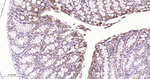 MVP Antibody in Immunohistochemistry (Paraffin) (IHC (P))