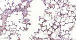 MVP Antibody in Immunohistochemistry (Paraffin) (IHC (P))
