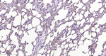 MVP Antibody in Immunohistochemistry (Paraffin) (IHC (P))