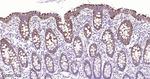 MVP Antibody in Immunohistochemistry (Paraffin) (IHC (P))