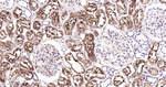 MVP Antibody in Immunohistochemistry (Paraffin) (IHC (P))