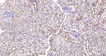 MVP Antibody in Immunohistochemistry (Paraffin) (IHC (P))