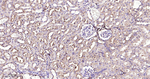 MVP Antibody in Immunohistochemistry (Paraffin) (IHC (P))