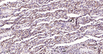 MVP Antibody in Immunohistochemistry (Paraffin) (IHC (P))