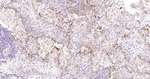 MVP Antibody in Immunohistochemistry (Paraffin) (IHC (P))