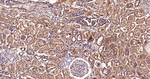 DDAH1 Antibody in Immunohistochemistry (Paraffin) (IHC (P))