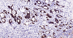 DDAH1 Recombinant Rabbit Monoclonal Antibody (7H6)