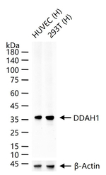 DDAH1 Antibody in Western Blot (WB)