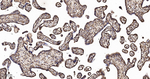 DTL Antibody in Immunohistochemistry (Paraffin) (IHC (P))