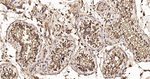 DTL Antibody in Immunohistochemistry (Paraffin) (IHC (P))