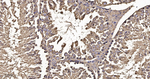 DTL Antibody in Immunohistochemistry (Paraffin) (IHC (P))