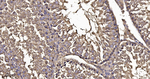 DTL Antibody in Immunohistochemistry (Paraffin) (IHC (P))