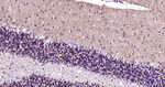 TUBB1 Antibody in Immunohistochemistry (Paraffin) (IHC (P))