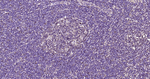 TUBB1 Antibody in Immunohistochemistry (Paraffin) (IHC (P))