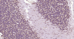 TUBB1 Antibody in Immunohistochemistry (Paraffin) (IHC (P))