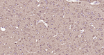 TUBB1 Antibody in Immunohistochemistry (Paraffin) (IHC (P))