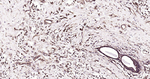 TUBB1 Antibody in Immunohistochemistry (Paraffin) (IHC (P))