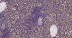 TUBB1 Antibody in Immunohistochemistry (Paraffin) (IHC (P))