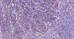 TUBB1 Antibody in Immunohistochemistry (Paraffin) (IHC (P))