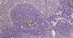 TUBB1 Antibody in Immunohistochemistry (Paraffin) (IHC (P))