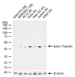 TUBB1 Antibody in Western Blot (WB)