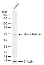 alpha Tubulin Recombinant Rabbit Monoclonal Antibody (1F9)