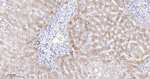 IGFBP2 Antibody in Immunohistochemistry (Paraffin) (IHC (P))