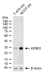 IGFBP2 Antibody in Western Blot (WB)
