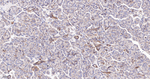 IKK epsilon Recombinant Rabbit Monoclonal Antibody (5D10)