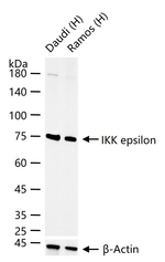 IKK epsilon Antibody in Western Blot (WB)