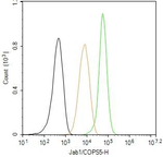 JAB1 Antibody in Flow Cytometry (Flow)