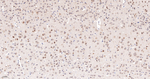 JAB1 Antibody in Immunohistochemistry (Paraffin) (IHC (P))