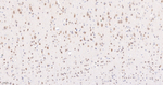 JAB1 Antibody in Immunohistochemistry (Paraffin) (IHC (P))