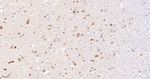 JAB1 Recombinant Rabbit Monoclonal Antibody (1A9)