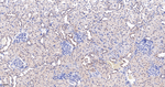 JAB1 Antibody in Immunohistochemistry (Paraffin) (IHC (P))
