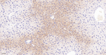 JAB1 Antibody in Immunohistochemistry (Paraffin) (IHC (P))