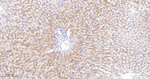 JAB1 Antibody in Immunohistochemistry (Paraffin) (IHC (P))