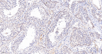 JAB1 Antibody in Immunohistochemistry (Paraffin) (IHC (P))