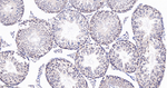 JAB1 Antibody in Immunohistochemistry (Paraffin) (IHC (P))