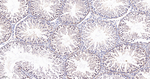 JAB1 Antibody in Immunohistochemistry (Paraffin) (IHC (P))