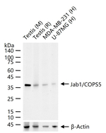 JAB1 Antibody in Western Blot (WB)