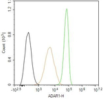 ADAR1 Antibody in Flow Cytometry (Flow)