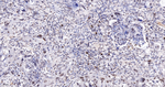 ADAR1 Antibody in Immunohistochemistry (Paraffin) (IHC (P))