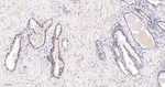 ADAR1 Antibody in Immunohistochemistry (Paraffin) (IHC (P))