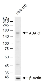 ADAR1 Antibody in Western Blot (WB)