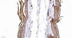 PERP Recombinant Rabbit Monoclonal Antibody (1E12)