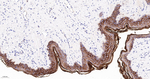 PERP Antibody in Immunohistochemistry (Paraffin) (IHC (P))