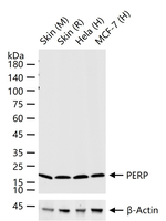 PERP Antibody in Western Blot (WB)